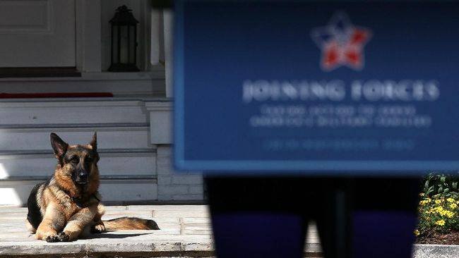 Dua Anjing Peliharaan Joe Biden Tiba di Gedung Putih