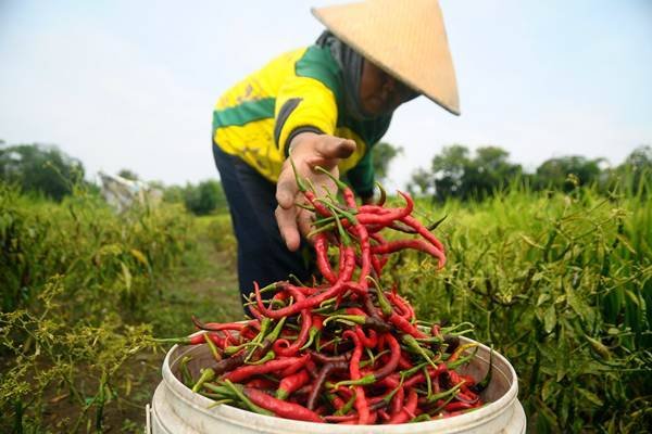 Petani Holtikultura di Simalungun Diimbau Waspadai Munculnya OPT