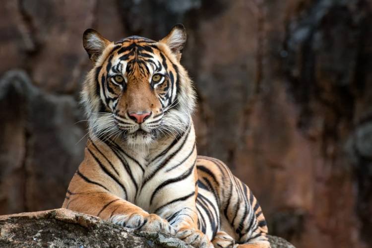 Warga di Jambi Tewas Diterkam Harimau Saat Mendulang Emas di Hutan Adat