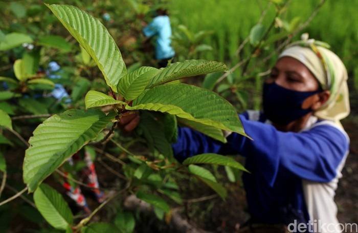 Daun Kratom Mirip Narkoba, Zat Adiktifnya 4 Kali Dibanding Ganja