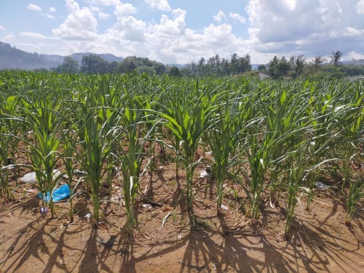 Akibat Kemarau, Tanaman Jagung Terancam Gagal Panen di Karo