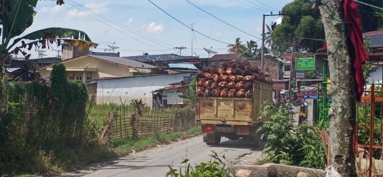 Pengangkutan TBS di Jalan Pemukiman Nagori Sibungabunga Tanpa Jaring Pengaman