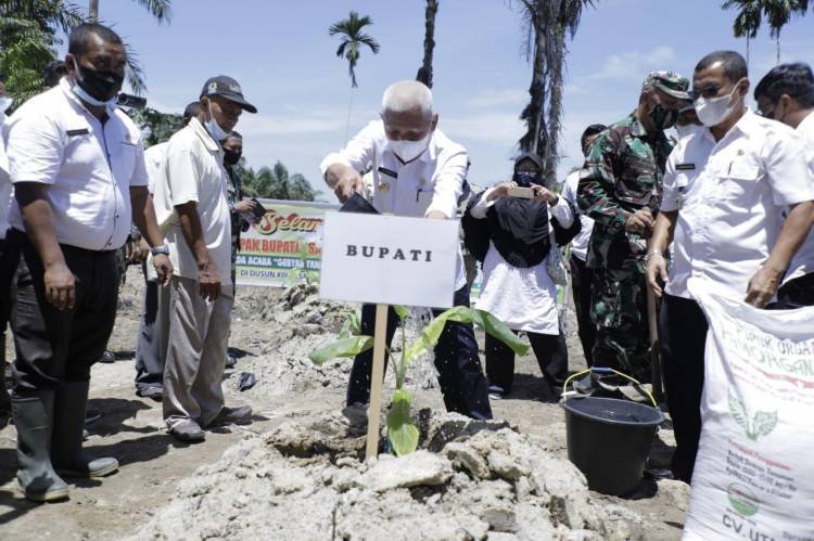 Bupati dan Wakil Bupati Asahan Laksanakan Gebyar Tanam Pisang