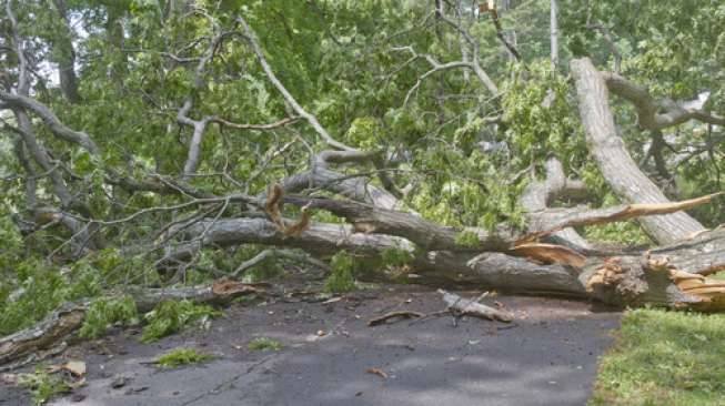 Pohon Besar Tumbang di Jalinsum Torgamba, Lalulintas Macet Parah