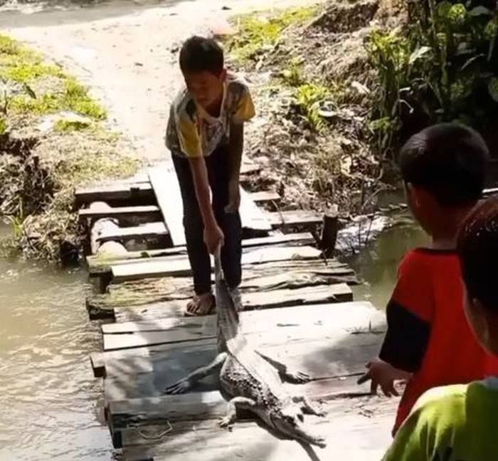 Bocah di Labura Seret-Lempar Buaya Langka ke Sungai