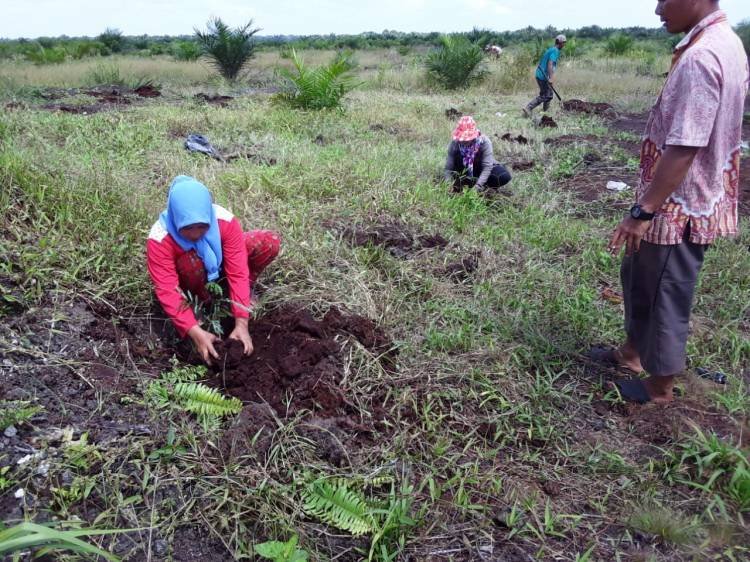 Koptan Mandiri Sei Kepayang Tanam 40 Ribu Batang Bibit Kayu Sengon