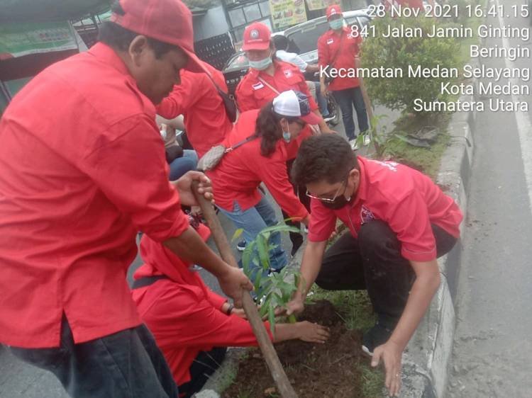 DPC PSI Medan Johor Lakukan Penamanan Pohon Bintaro di 3 Kecamatan