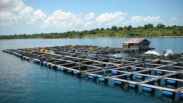  ‘Bersihkan Danau Toba’, Relokasi KJA ke Sungai Asahan