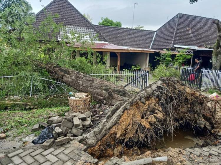 Pohon Tumbang Nyaris Timpa Rumdis Polsek Pangkalan Brandan
