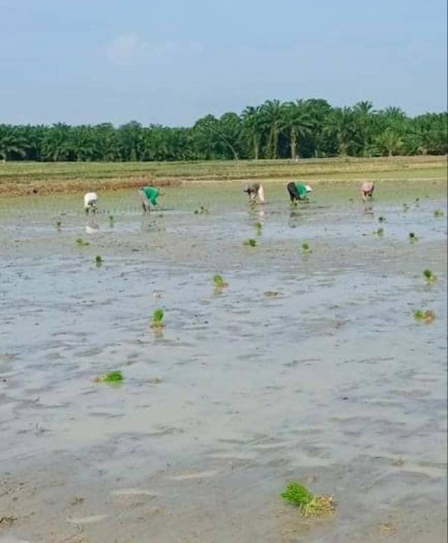 Siap Ditanami Padi, Warga Jawa Maraja Harapkan Ketersediaan Pupuk Terpenuhi
