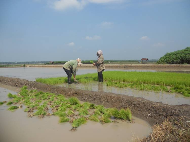 Petani Kecamatan Bandar Simalungun Dukung Kejaksaan Berantas Mafia Pupuk