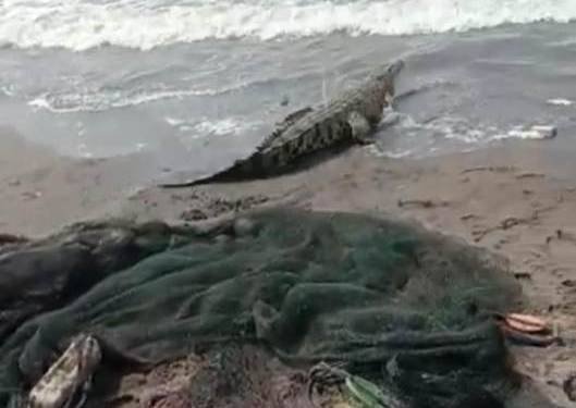 Seekor Buaya Terperangkap Jaring Nelayan di Perairan Belawan