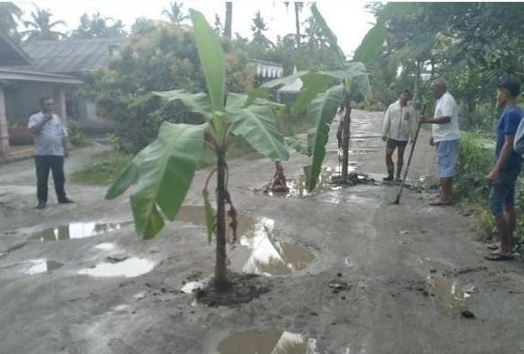 Ruas Jalan Propinsi di Desa Kotapari Sergai Rusak, Warga Tanam Pohon Pisang di Badan Jalan 