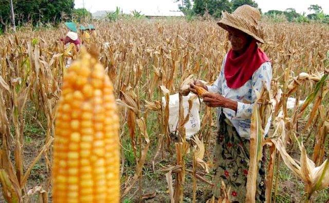 Petani Jagung Tigabinanga Keluhkan Kelangkaan Pupuk Subsidi di Kios Penyalur