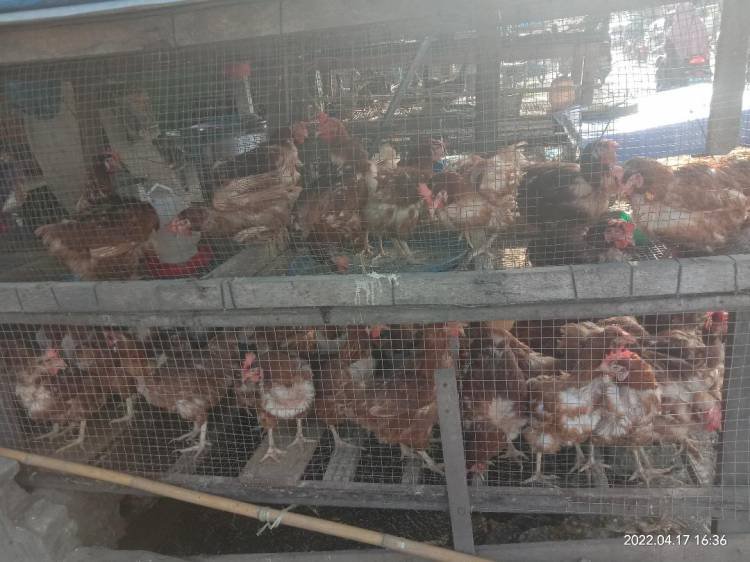 Ayam Afkir Rp 40 Ribu/Ekor di Pasar Airjoman Asahan