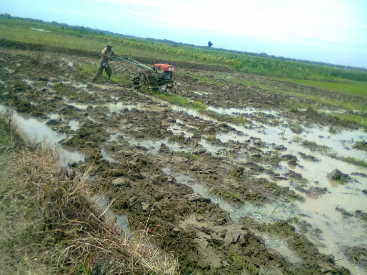 Solar Langka, Masa Tanam Padi di Nagori Siborna Kacau 