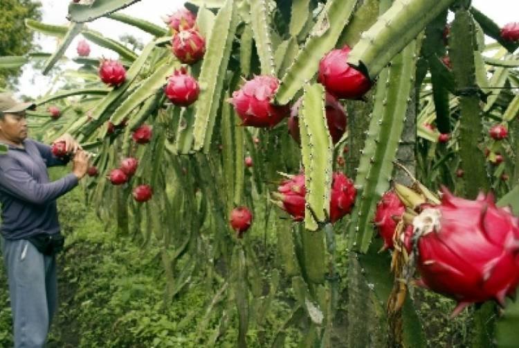 Harga Buah Naga Melonjak Lebih 2 Kali Lipat di Medan