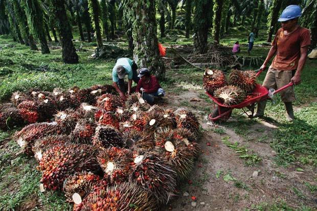 Sepekan Terakhir Harga TBS di Asahan Turun Drastis