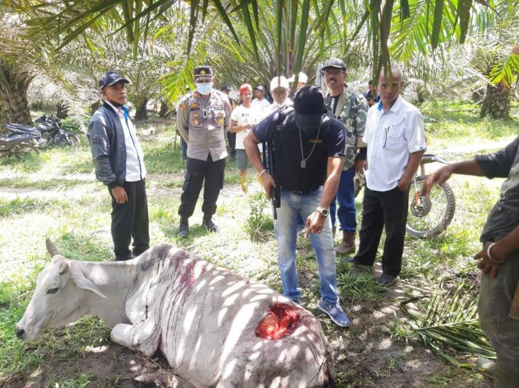 Dua Ekor Lembu Diduga Diserang Harimau di Nagori Parmonangan