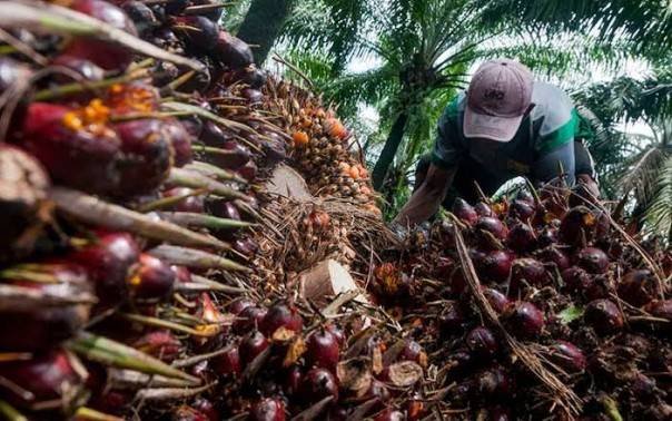 Kebijakan Jokowi Larang Ekspor Minyak Sawit Bikin Dunia ‘Kelabakan’