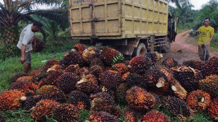 Harga TBS Kelapa Sawit Anjlok di Tanahjawa