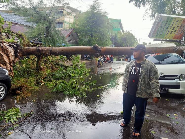 Pohon Besar di Persimpangan Jalan Turi Medan Tumbang, Timpa Dua Mobil 