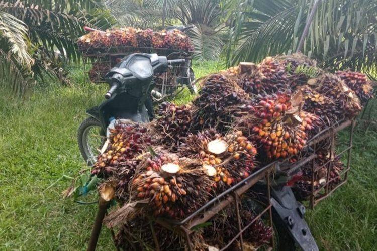 Harga TBS Kelapa Sawit Naik, Petani di Kecamatan  Bandar dan Bosar Maligas Mulai Bergairah