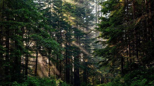 Kejati Sumut Sidik Dugaan Korupsi Lewat Perambahan Hutan Lindung di Sergai