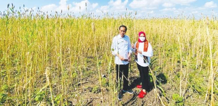 Krisis Pangan di Depan Mata, Jokowi Minta Sorgum Jadi Alternatif