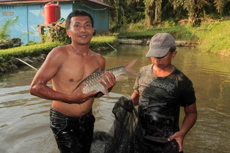 Ikan Jurung Asahan Tembus ke Pasar Internasional