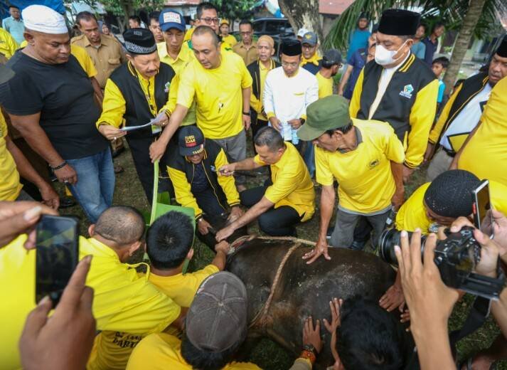 DPD Partai Golkar Sumut Kurban 89 Sapi