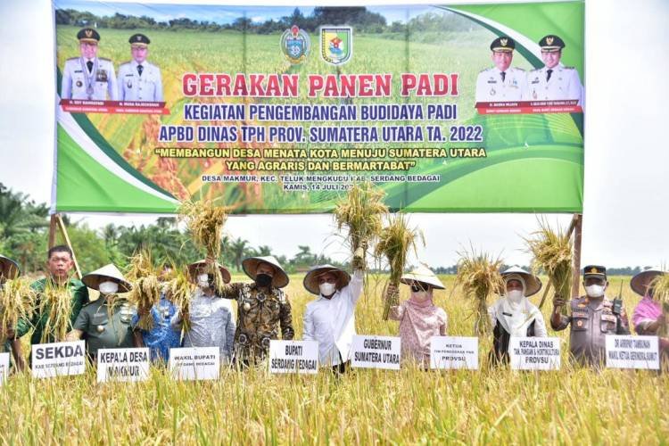 Panen Padi di Sergai, Gubernur Edy Rahmayadi Puji Kerja Keras Petani