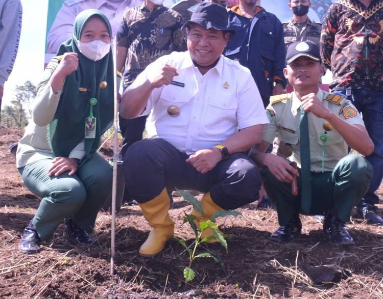 Bupati Dairi Bersama Petani Tanam Kopi di Desa Lae Hole 2