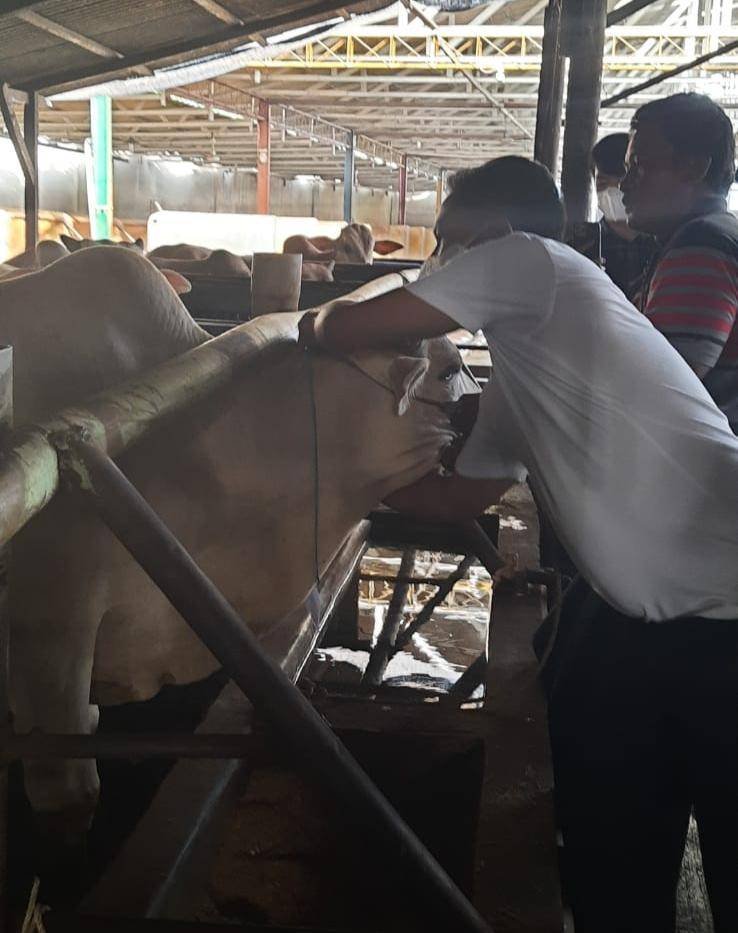 61 Ekor Sapi Berlabel “Sehat” Siap Disebar ke Seluruh Kecamatan di Sergai