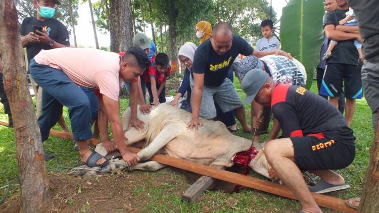 Brimob Kompi 2 Yon B Pematangsiantar Sembelih Tujuh Sapi