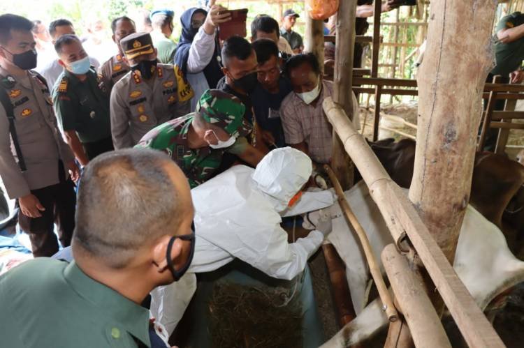 Perdana, 116 Ternak Sapi di Pematangsiantar Disuntik Vaksin PMK