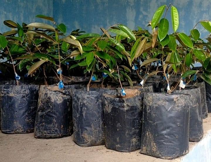 Pj Pangulu Nagori Silau Bayu Tidak Tahu Pemasok Bibit Durian