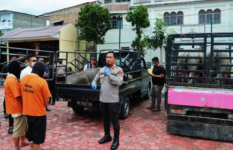Polres Samosir Tangkap Komplotan Pencuri Ternak, 4 Ekor Kerbau Diamankan