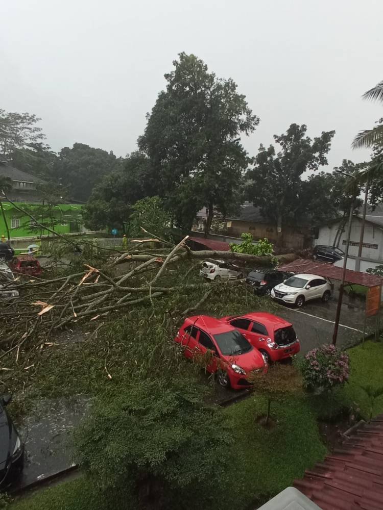 Pohon Tumbang Timpa Tiga Mobil Terparkir di RSUP Adam Malik Medan