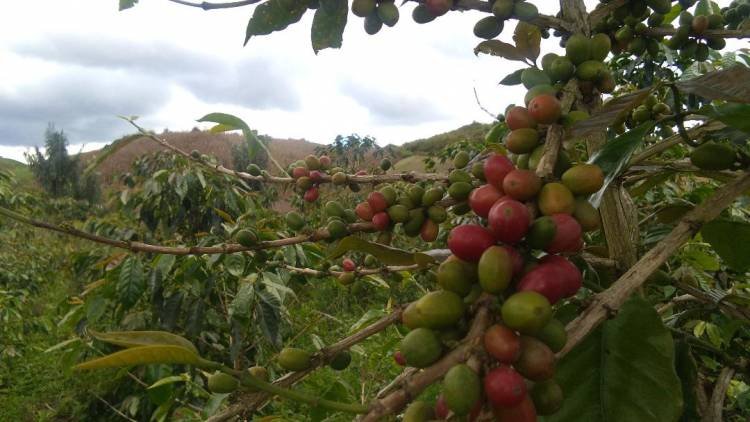 Produksi Kopi di Silimakuta Turun