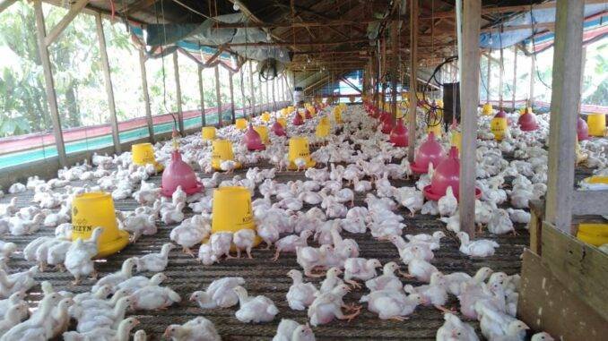 10 Peternakan Ayam di Kecamatan Jorlanghataran Tidak Miliki Surat Rekomendasi