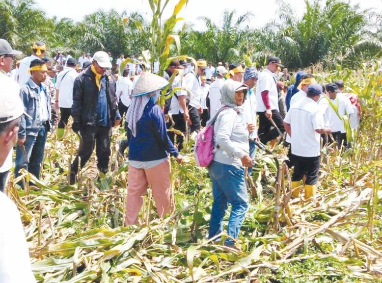 Ratusan Karyawan Injak-injak Tanaman Warga Mariah Jambi