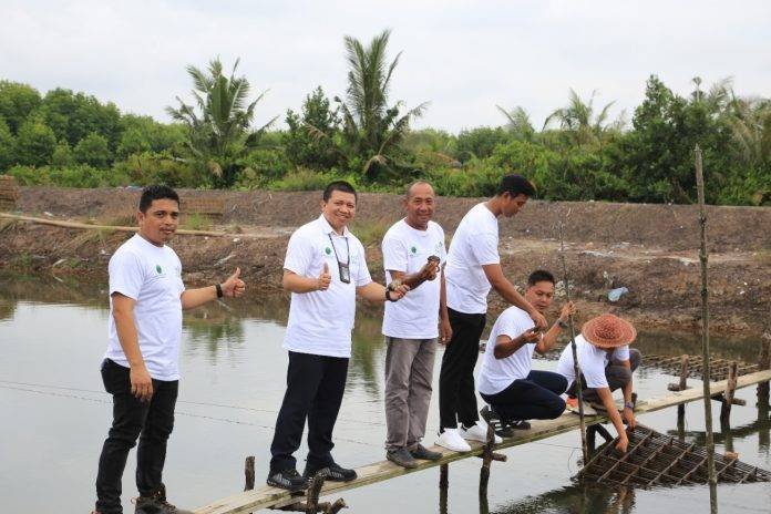 PLN UID Sumut Tanam 15 Ribu Bibit Mangrove, Tabur 300 Ribu Bibit Udang dan Kepiting