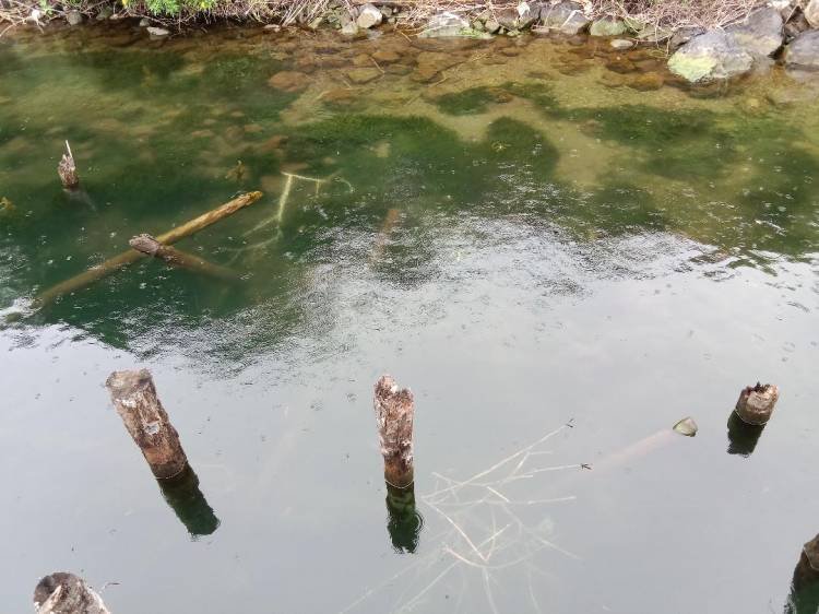 Diduga Sisa Pelet Ikan dari KJA, Rerumputan Tumbuh Subur di Perairan Danau Toba