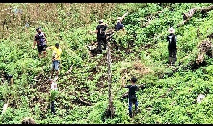 Polda Sumut Temukan 8 Hektare Ladang Ganja di Madina