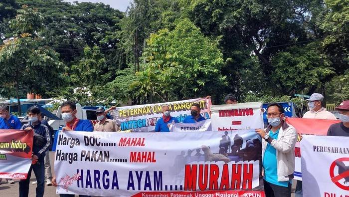 Tuntut Adanya Perlindungan Pemerintah, Peternak Unggas Demo di Depan Kemenko Perekonomian