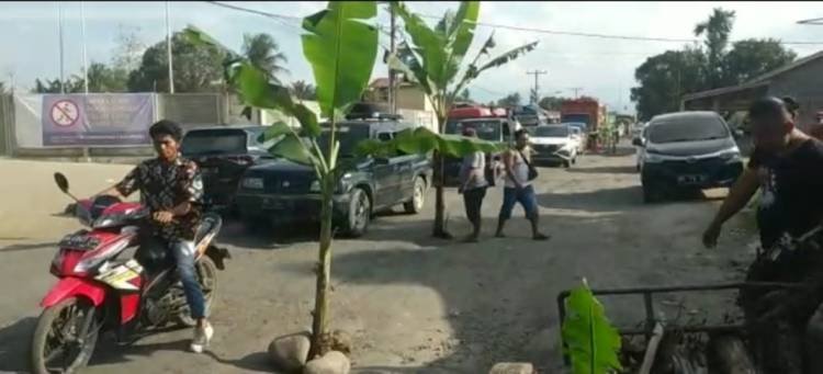Tak Kunjung Diperbaiki, Warga Tanam Pisang di Jalan Jamin Ginting Pancurbatu