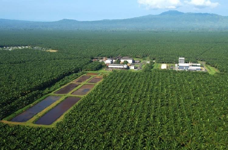 5.600 Ha Kebun Sawit PT Torus Ganda di Rokan Hulu Berada di Kawasan Hutan