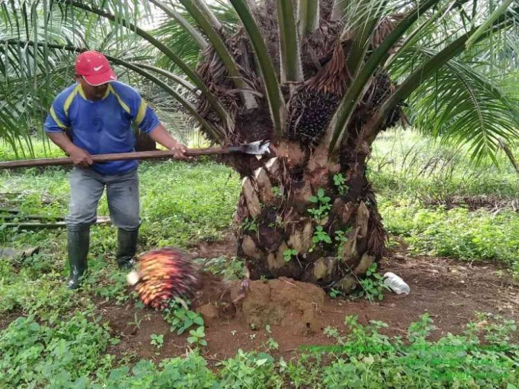 Musim Trek, Produksi Sawit Petani di Labusel Menurun