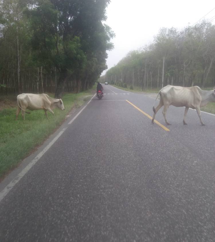 Lembu Berkeliaran di Jalinsum Pematangsiantar-Simpang Dolok Merangir Bahayakan Pengendara